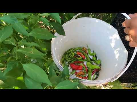 ANNEM KÖY EVİ LEZZETLİ YEMEKLER İÇİN TAZE BİBER HASADI