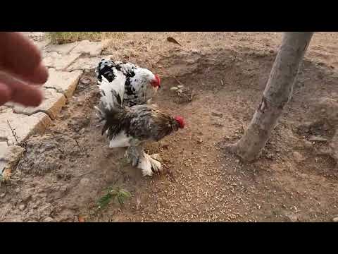 YENİ YAPILAN SÜPER KÖY EVİ BU EVE AŞIK OLACAKSINIZ YENİ EV