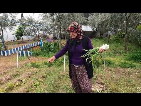 TEPSİ TEPSİ YAPTIĞIMIZ ODUN ATEŞİNDE ISPANAKLI GÖZLEME BU
