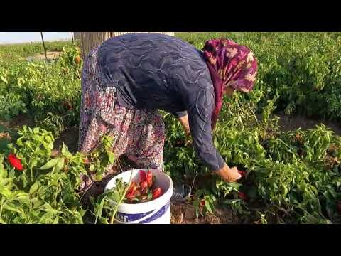 ANNEM YENİ KÖY EVİ KIŞIN NEFİS YEMEKLER İÇİN BİBER HASADI