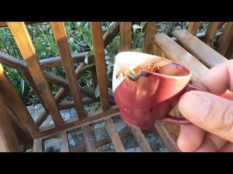 KÖYDE LEZZETLİ YEMEKLER İÇİN BAHÇE EKİMİ Annem Köy Evi Turu