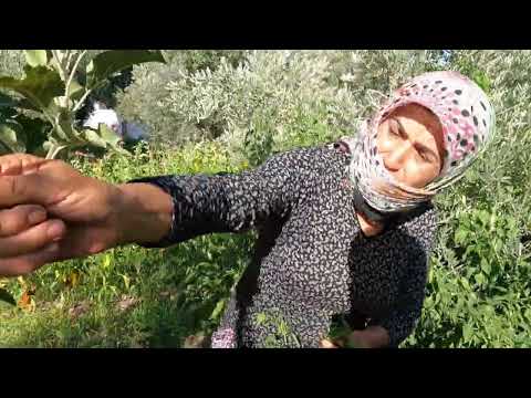 BİDON BİDON LEZZETLİ YEMEKLER İÇİN BİBER PATLICAN TURŞU