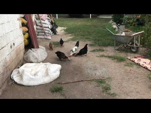 Köy kahvaltısı ve güzel sessiz köy sabahı Hayırlı cuma lar