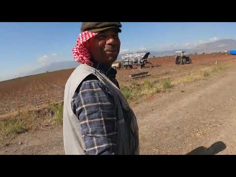 KÖYDE LEZZETLİ YEMEKLER İÇİN KEÇİ SÜTÜ ZORLU ÇOBAN HAYATI