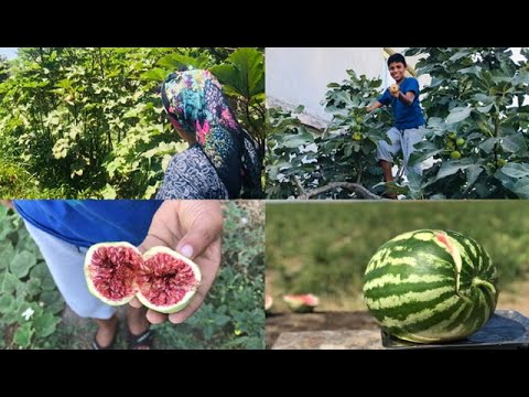 Bahçeden İncir karpuz kavun bamya topladık günlük vlog