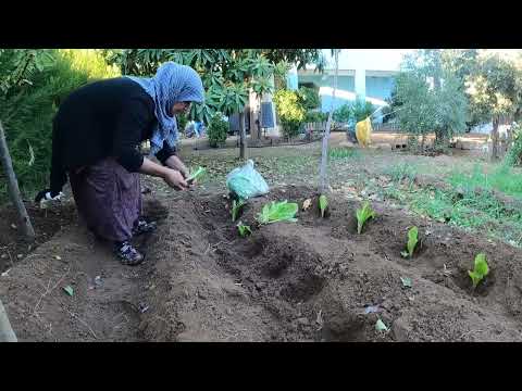 GELİN İLE KAYINVALİDE HAMSİ TAVA NASIL YAPILIR SOBALI SICAK