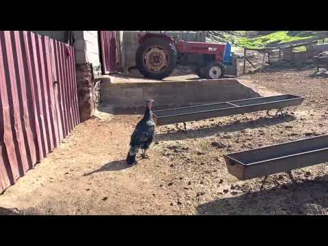 NENEM KÖY EVİNE YENİ KOLTUK TAKIMI KILIFI GELDİ ANNEM İN