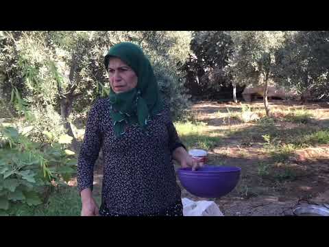 BÖREĞİ BİRDE BÖYLE YAPIN SARMA BÖREK TARİFİ LEZZET DOLU