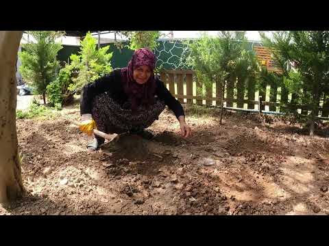 Köy Hayatı Son Ispanak Hasadı Yeni Köy Yemekleri için