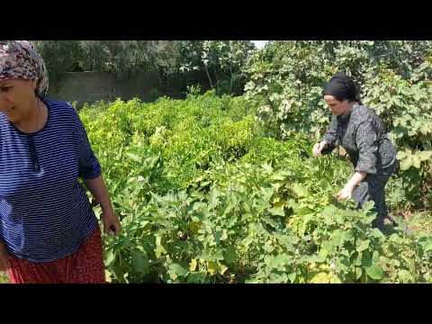 HALAMIN KÖY EVİNDE YEMEK DAVETİ ODUN ATEŞİNDE KUZU ETİ