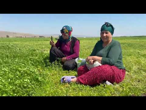 Köy Hayatı Lezzetli Akşam Yemeği Belgesel Film 4K