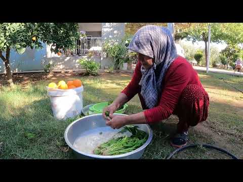 KÖYDE TEPSİ TEPSİ YENİ ISPANAKLI BÖREK TARİFİ ŞİFA DOLU