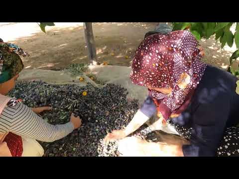ÇEŞİT ÇEŞİT LEZZETLİ YEMEKLER İÇİN ZEYTİN YAĞI HASADI TURŞU