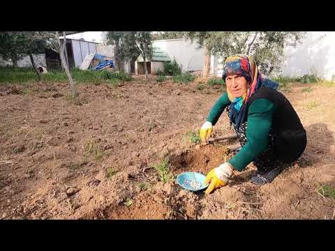 TEPSİ TEPSİ SACDA ISPANAKLI BÖREK YAPIMI ANNEM MUTLU GÜNÜ