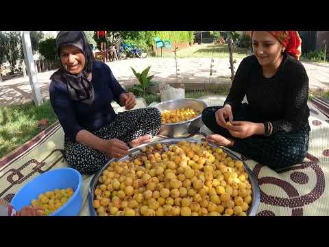KÖY HAYATI İLK ŞEKER PARE HASADI LEZZETLİ KAYISI REÇEL