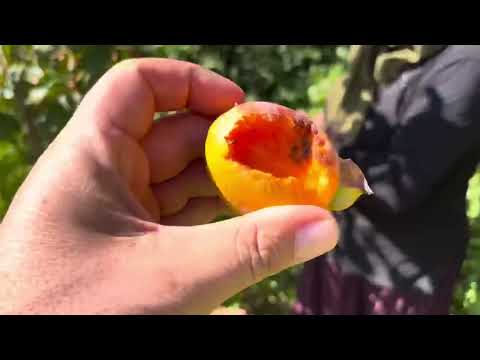 MİSAFİRLERMİZ GELDİ ÇOK MERAK EDİLEN KÖY EVİ DEDİLER DOLU