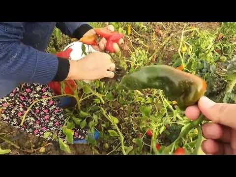 Köyde Kış Ayı Son Toprak Yemeği Annem Köy Evi Yemekleri