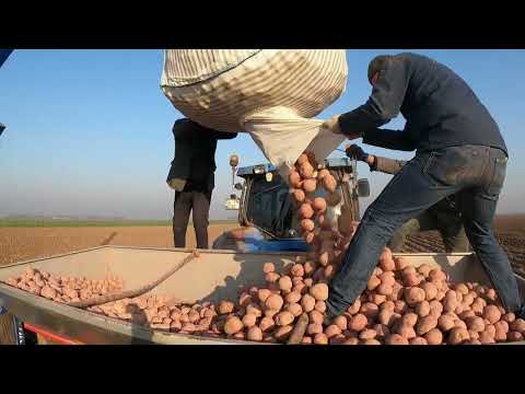 EN LEZZETLİ VE ÇOK SEVİLEN İNANILMAZ PATATES EKİMİ KÖY