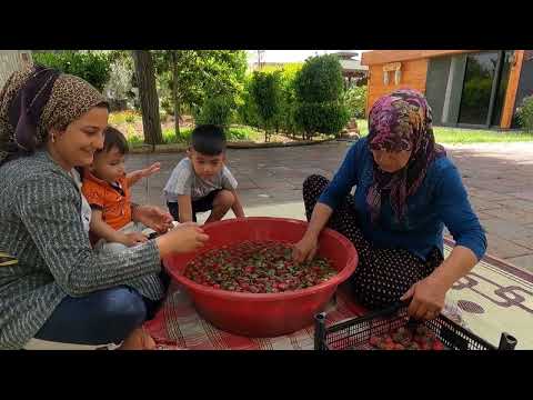 ANNEM KÖY EVİ TAZE ÇİLEK HASADI ODUN ATEŞİNDE ÇİLEK REÇEL