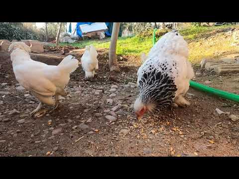 KÖY EVİ DOĞAL ORGANİK TEREYAĞI NASIL YAPILIR Ve Lor Peynir