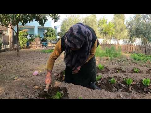 KÖY HAYATI EN LEZZETLİ KISIR YEMEĞİ GÜNLÜK KÖY YAŞAMI