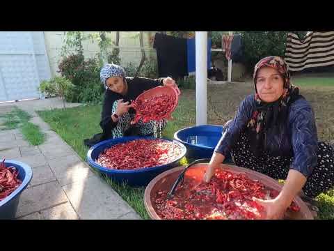 KÖYDE LEZZETLİ YEMEKLER İÇİN YAPILAN NEFİS ORGANİK BİBER