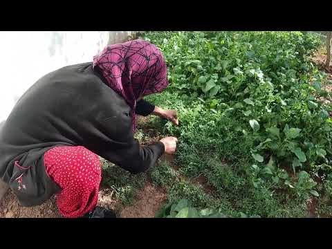 KÖY HAYATI TAZE ISPANAK HASADI ESKİMEYEN KÖY YEMEĞİ