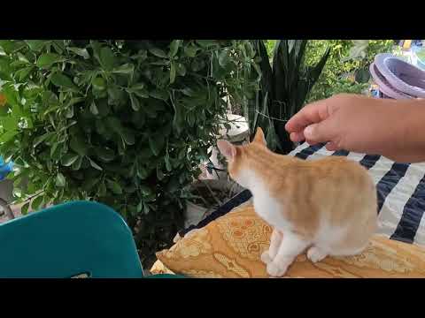 PATLICAN HASADI KÖY EVİ KAHVALTIDA PATLICANI BİRDE BÖYLE