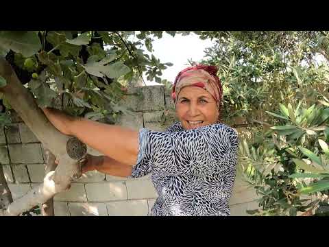 HALAMIN KÖY EVİNDE TAZE İNÇİR HASADI ODUN ATEŞİNDE İNÇİR