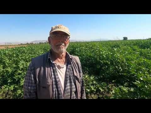 KÖY BAHÇESİNE EKİLEN SÜPER LEZZET PATLICAN YEMEĞİ KÖY İŞLERİ