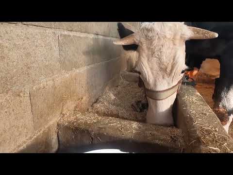 KÖY EVİ ODUN ATEŞİNDE EN LEZZETLİ SABAH KAHVALTISI DOĞAL