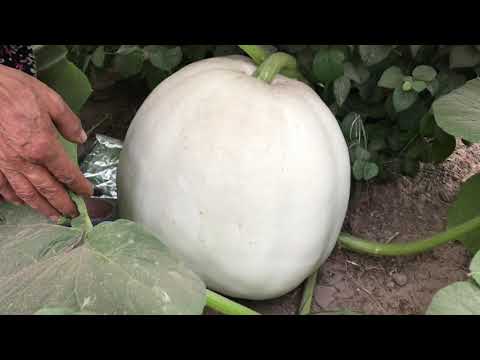 YENİ KÖY EVİMİZDE İLK YEMEK KISIR YEMEĞİ YAPTIK