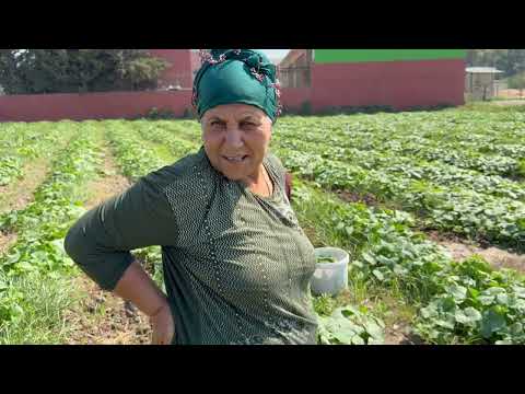Köy Hayatı İlk Salatalık Ve Acur Hasadı Kışlık Turşu Yapımı
