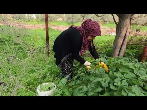 TEPSİ TEPSİ YAPTIĞIMIZ ODUN ATEŞİNDE ISIRGAN ISPANAKLI