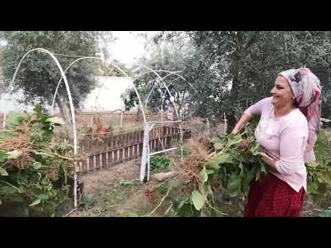 YENİ ZEYTİN YAĞIMIZ İLK KISIR YEMEĞİ YAPTIK KÖY YEMEĞİ