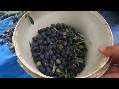 Köyde İnanılmaz Zeytin Yağı Hasadı Lezzetli Köy Yemekleri