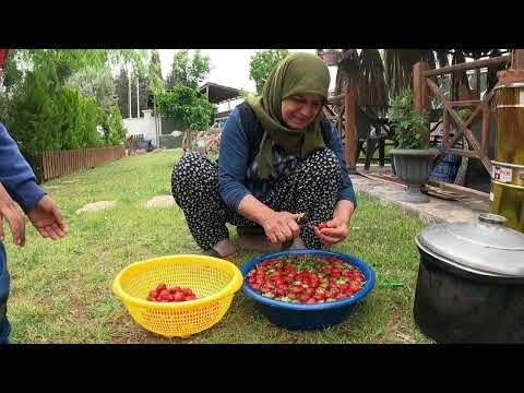 Köy Hayatı İlk Çilek Hasadı Yeni Çilek İle Doğal Reçel