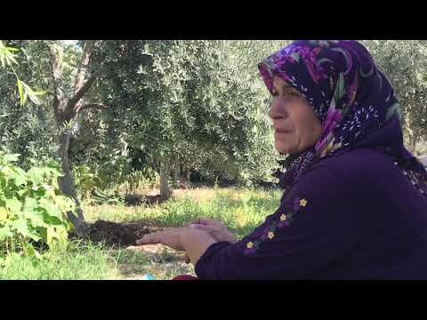 KÖY TAVUĞU İLE TAVUK SUYLU MAKARNA YAPTIK KÖY EVİMİZ YENİ