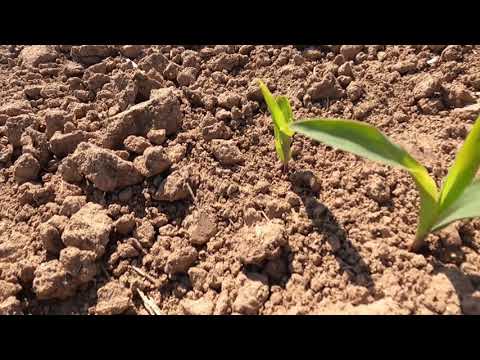 İNANILMAZ BİR AKŞAM YEMEĞİ LEZZETLİ KUZU ETİ İLE KÖFTE