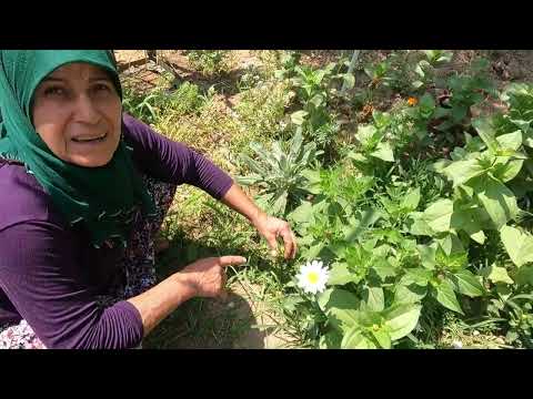 KÖYDE TAZE KAYISI REÇELİ YAPIMI TARİFİ ANNEMİN YENİ KÖY