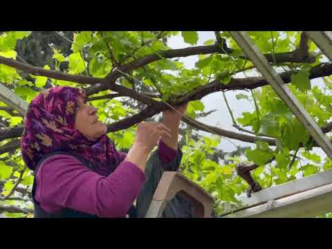 Köy Hayatı İlk Yaprak Hasadı Kuzu Eti Kalem Sarması Yemeği