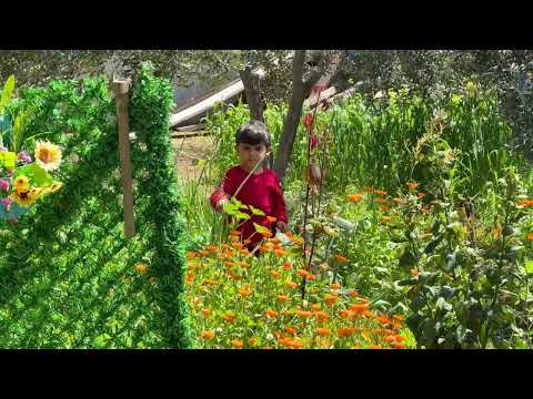 Yüksek Dağlarda Zorlu Köy Yaşamı Köy Yemeği Flim Belgeseli