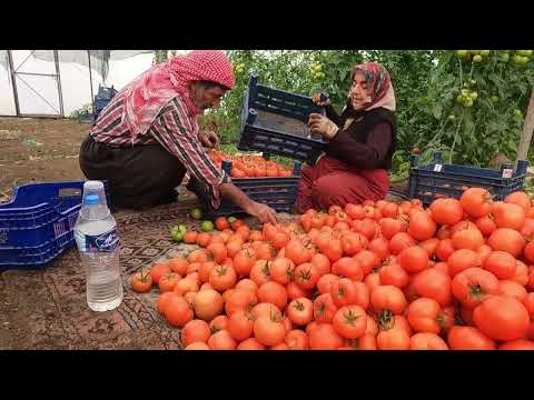 KANSERİ DAĞDAKİ BİTKİLERLE YENEN YENGEMİZ Dayımın Köy Evi