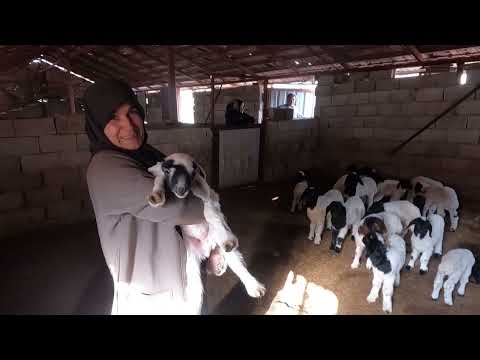 HALAM İLE NENEM İN KÖY EVİNE GELDİK YENİ KUZULAR KOYUN İLE