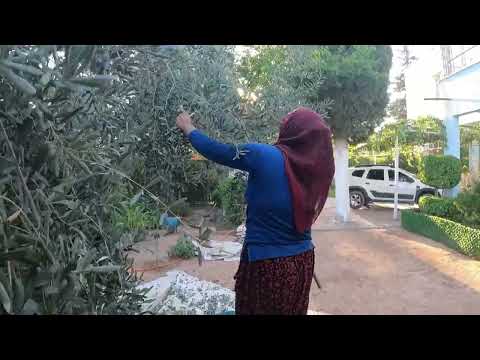 LEZZETLİ SON KISIR YEMEĞİ YAĞMUR SONRASI ZEYTİN HASADI
