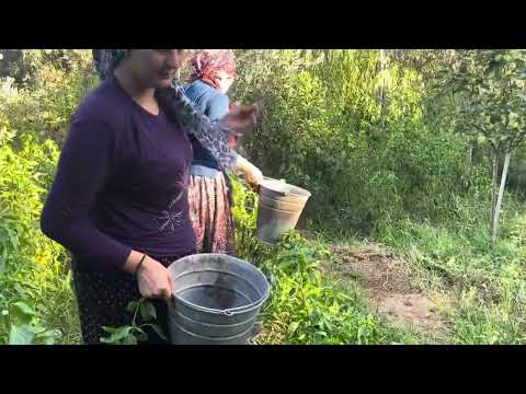 KÖY EVİ HALI YIKAMA KAVUN HASADI LEZZETLİ YEMEKLER YILIN EN