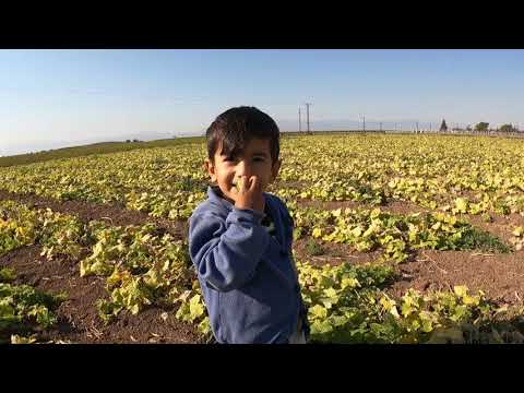 KIŞ AYI YEMEKLERİ İÇİN TARLADAN FASÜLYE HASADI VE Köy