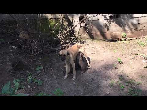 Yavru Çoban kangal köpekleri buldum açlıktan bakın neler
