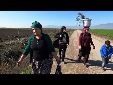 LEZZET KÖYÜ BİDON BİDON TURŞU YAPIMI TAZE HAVUÇ HASADI