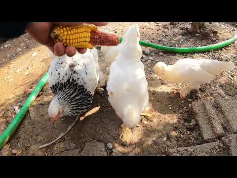 ANNEM KÖY EVİ GELİN EVİ MUTFAK EŞYA KEND İŞLERİ ASMR